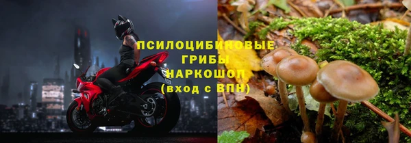 гашик Алексин